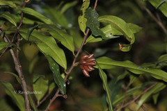 Goniothalamus wightii